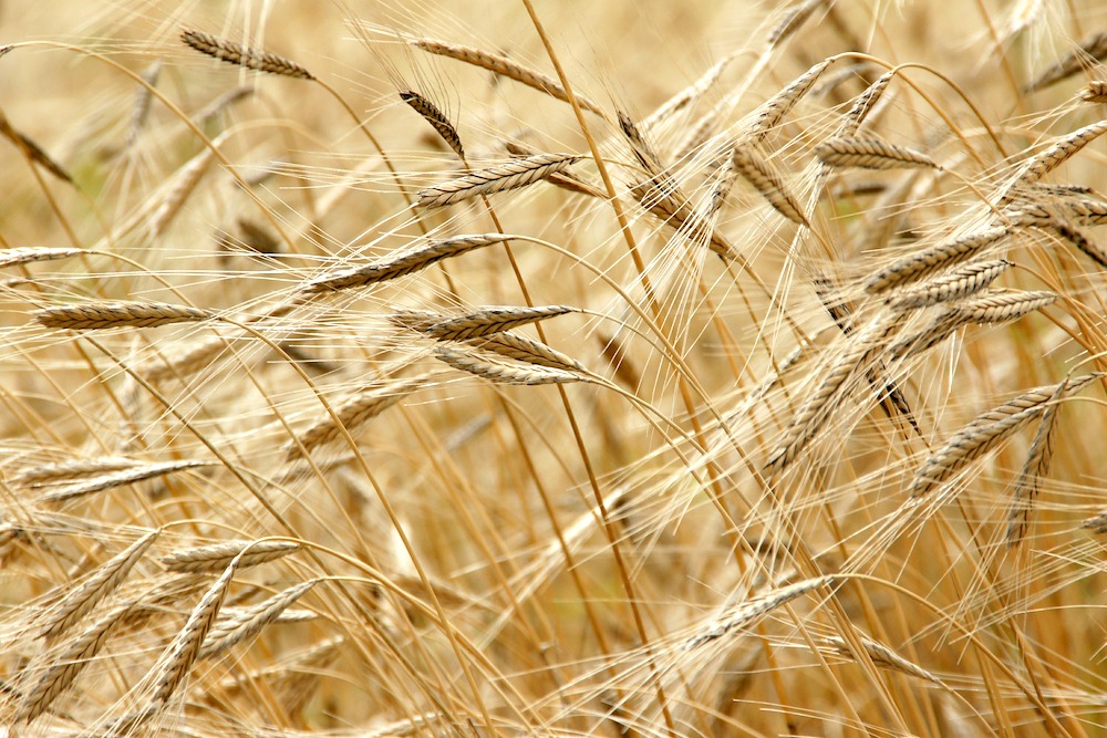 Einkorn wheat