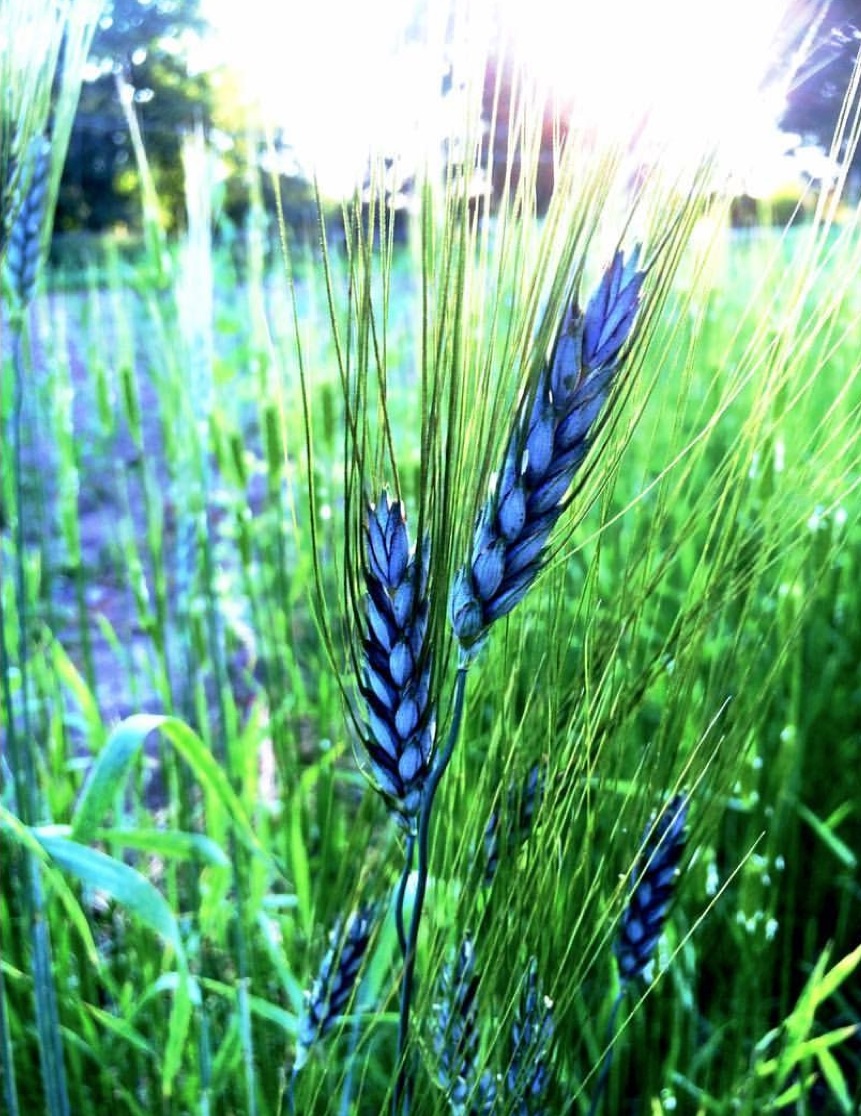 Purple wheat